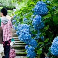 鎌倉 あじさい