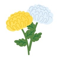 菊の花