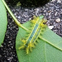 毛虫 イラガ