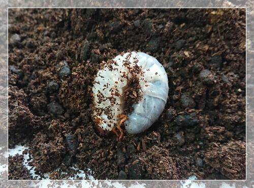 カブトムシの幼虫が消えた 溶けるの 死ぬ原因を知って対策しよう